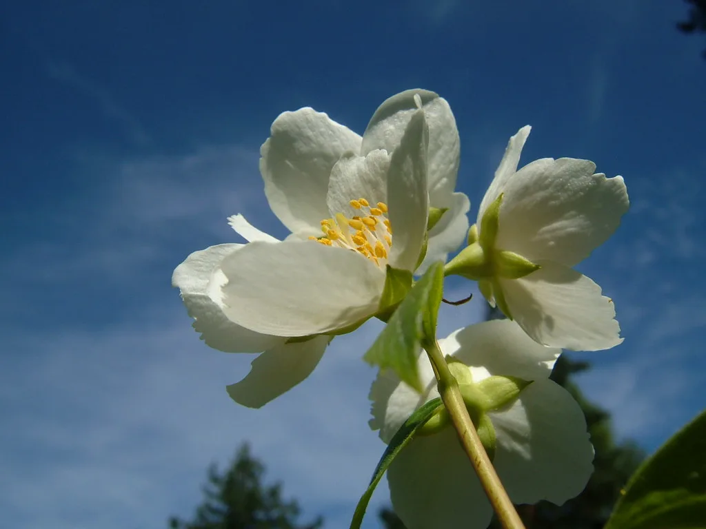 Bloemige damesparfum: welke bloemennoten passen bij welk moment