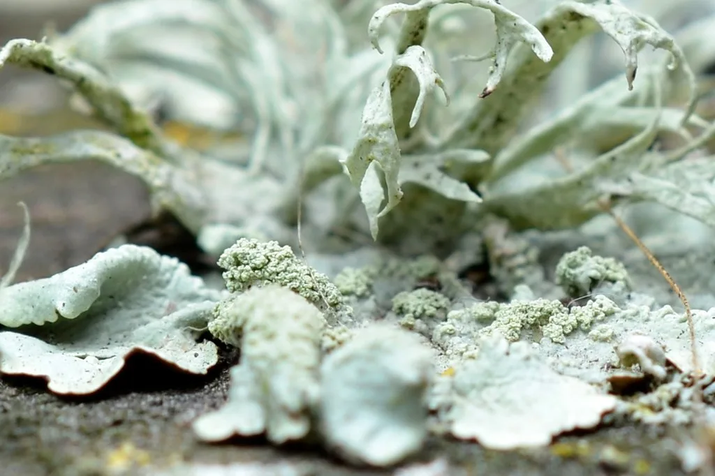 Chypre damesparfum: de geurfamilie tussen citrus, bloemen en mos
