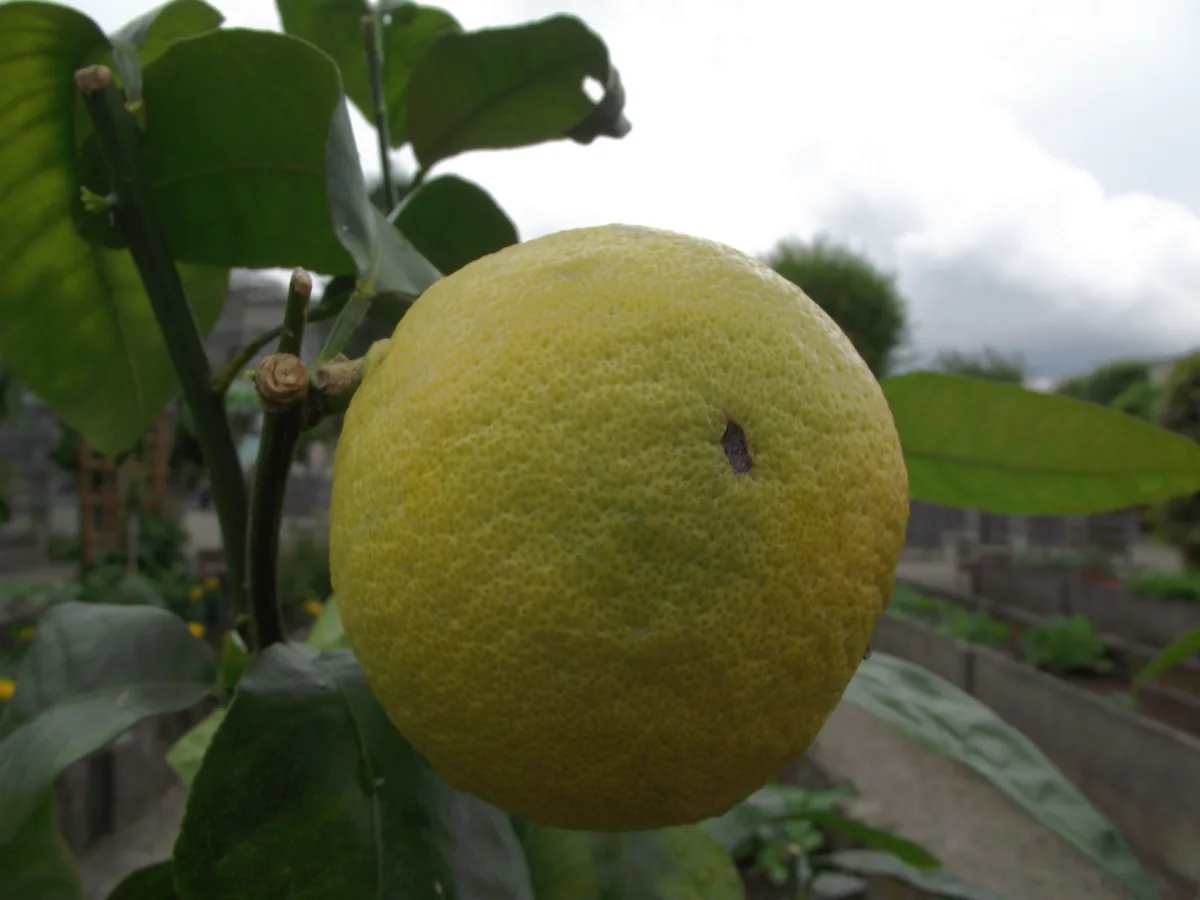 Frisse zomerparfum voor dames: citrus en aquatische geuren voor warme dagen